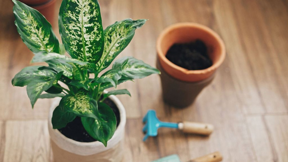 Προσοχή! Αυτό το φυτό που υπάρχει σε χιλιάδες σπίτια προκαλεί τοξική δηλητηρίαση – Όλα όσα πρέπει να ξέρετε