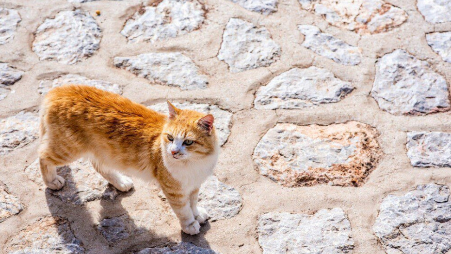 Βόλος: Στο νοσοκομείο φρουρούμενος ο 88χρονος ιερέας που σκότωσε γάτα και την πέταξε στα σκουπίδια