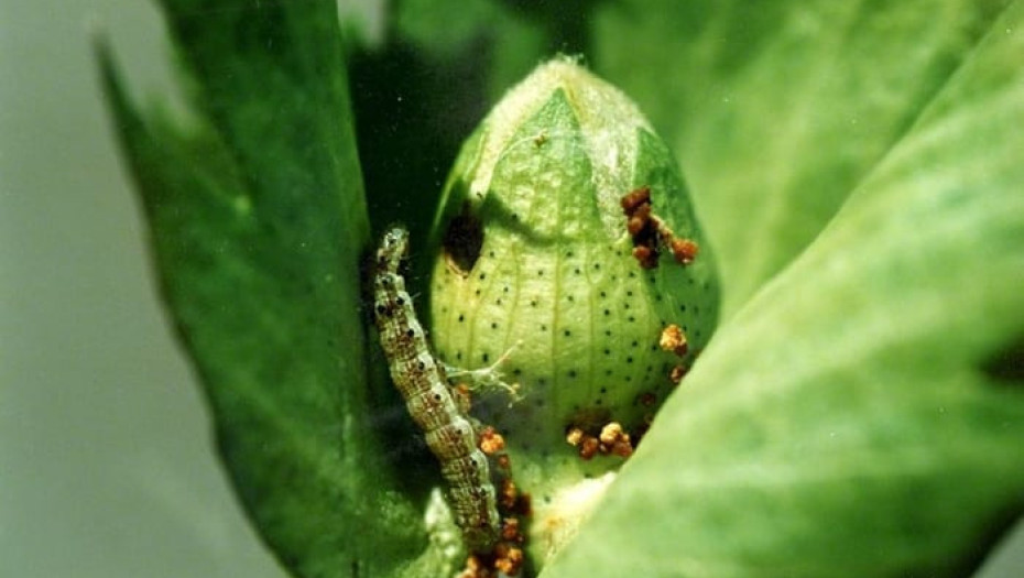 Διεύθυνση Αγροτικής Οικονομίας της Π. Ε. Σερρών: Όπως κάθε χρόνο, θα εμφανισθεί στο βαμβάκι, η πρώτη γενιά του πράσινου σκουληκιού