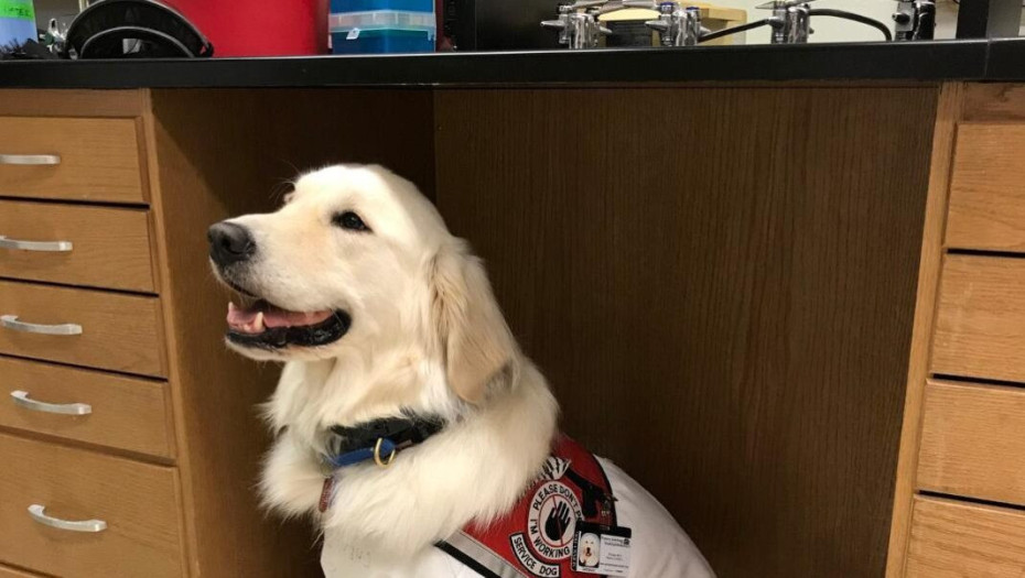 Υπέροχος σκυλάκος φορά στολή προστασίας για να βοηθήσει την επιστήμονα ιδιοκτήτριά του στο εργαστήριό της