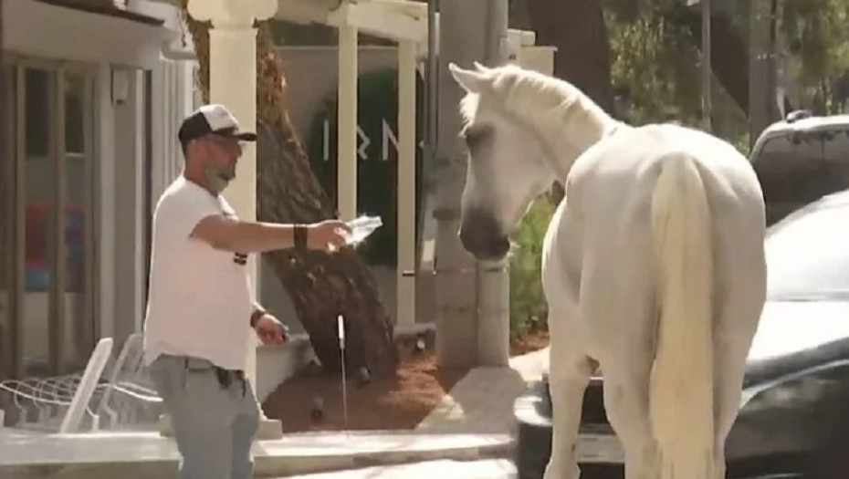 Βίντεο: Αλογα στα στενά της Βαρυμπόμπης προσπαθούν να ξεφύγουν από τη φωτιά