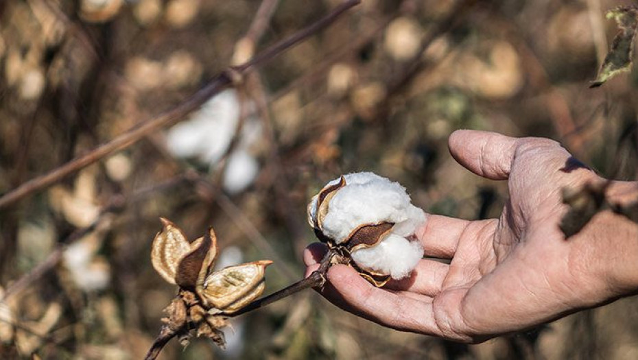 Η τιμή του βαμβακιού, από 69 μέχρι 72 λεπτά το κιλό!