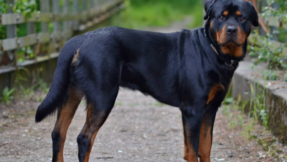 Γυναίκα από την Τερπνή: Δέχθηκε επίθεση από Ροτβάιλερ