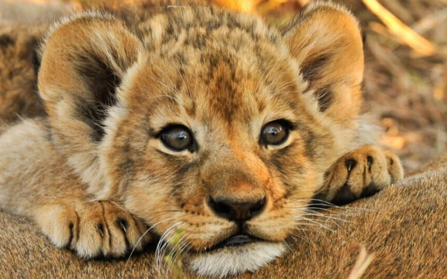 Εστιατόριο στην Κίνα προσφέρει γεύμα «αγκαλιά» με λιονταράκια