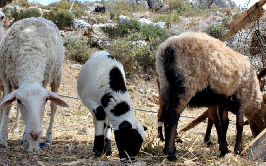Ευλογιά προβάτων στην Π.Ε Σερρών -Νέα μέτρα