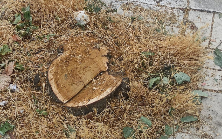 Σέρρες – Το Δασαρχείο, τα παράνομα δέντρα και το πρόστιμο από τον Δήμο Σερρών