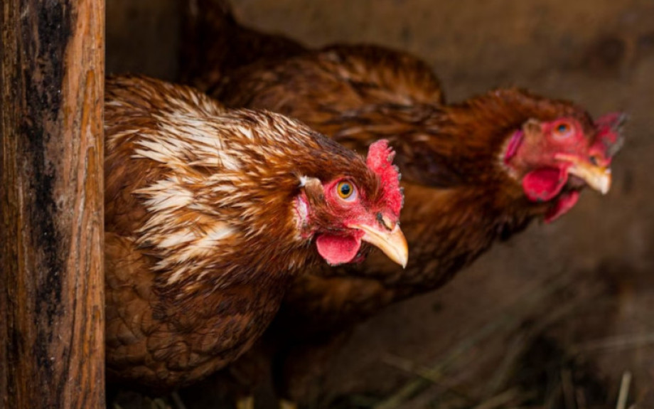 Ενημέρωση για τη Γρίπη των Πτηνών- Τι Πρέπει να Γνωρίζετε