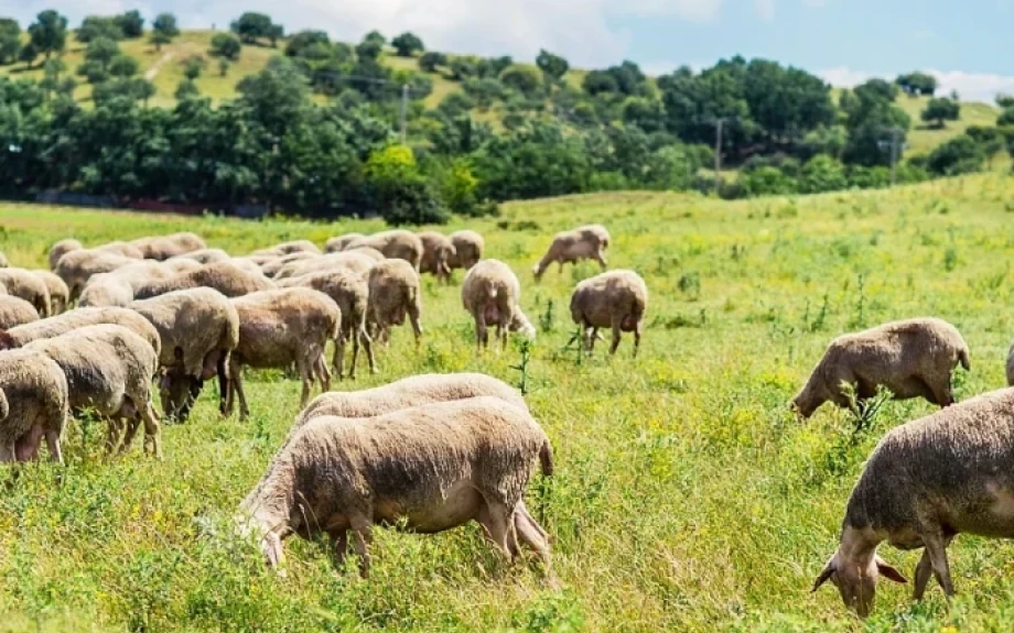 ΠΟΔΕΓΥ -Έκτακτα μέτρα για την αντιμετώπιση των επιζωοτιών ή για την τακτοποίηση ημετέρων;