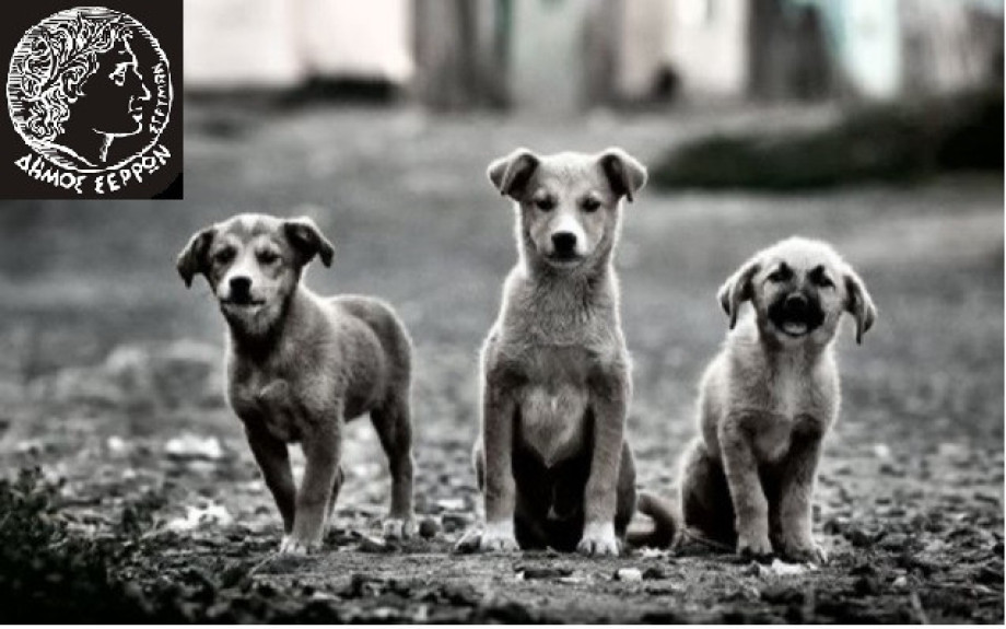 Στο Δήμο Σερρών για την Παγκόσμια Ημέρα Αδέσποτων Ζώων -Δράση ευαισθητοποίησης