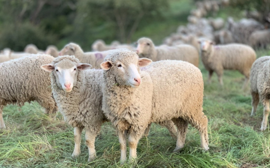 Επικαιροποιημένα στοιχεία για την πορεία της ευλογιάς των αιγοπροβάτων
