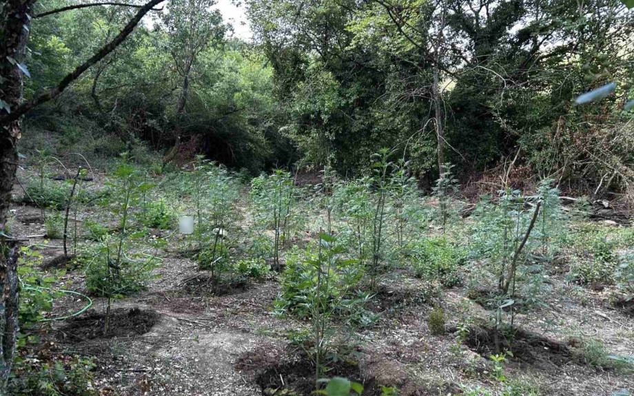 Εντοπίστηκε φυτεία με περισσότερα από 2.000 δενδρύλλια κάνναβης σε δύσβατη δασική περιοχή στην Φθιώτιδα