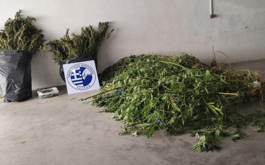 Συνελήφθη ένα άτομο στις Σέρρες για καλλιέργεια δενδρυλλίων κάνναβης