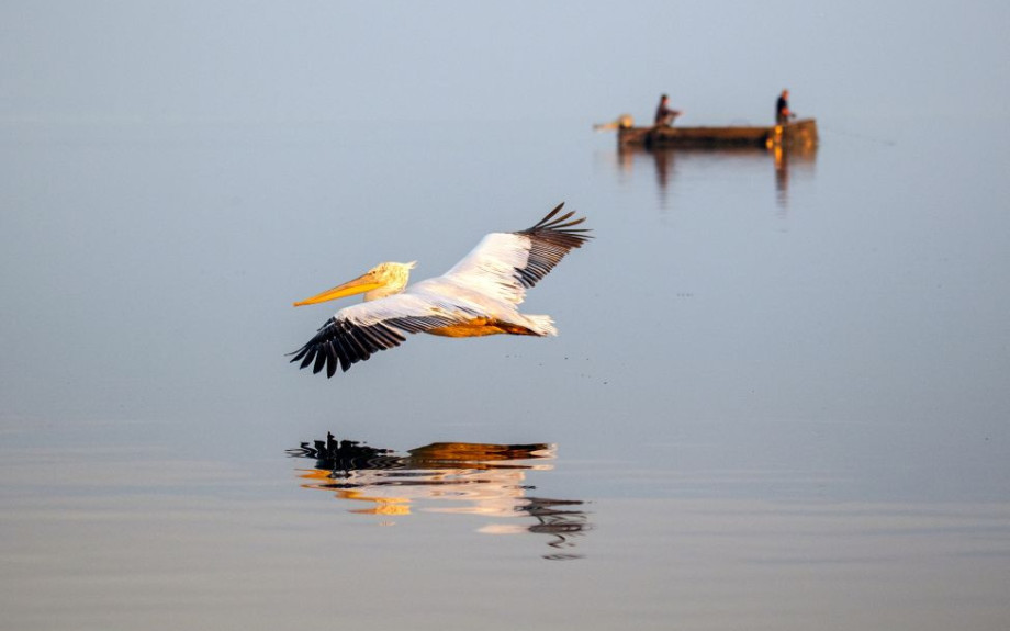Kerkini Wetlands Photo Award- Η Κερκίνη αποκτά το δικό της διεθνές φωτογραφικό βραβείο