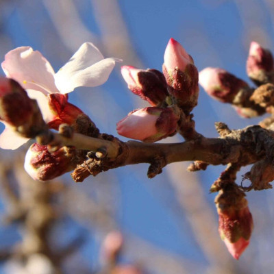 Δ/νση Αγροτικής Οικονομίας & Κτηνιατρικής της Π.Ε. Σερρών:  Ψεκασμοί για την αντιμετώπιση του ευρύτομου της αμυγδαλιάς
