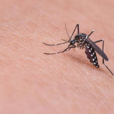 Μεγάλη ανησυχία από τους επιστήμονες – «Ίσως και μια μετάλλαξη μακριά ο Ζίκα για να γίνει πανδημία»