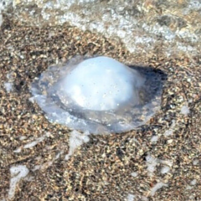 Ρόδος: Γέμισε με τροπικές μέδουσες που φτάνουν το 1 μέτρο – Τι να κάνετε αν σας τσιμπήσει