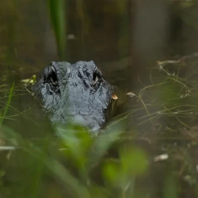 Ινδία: Τσακώθηκαν και η μάνα πέταξε το 6χρονο παιδί τους σε ποτάμι με κροκόδειλους