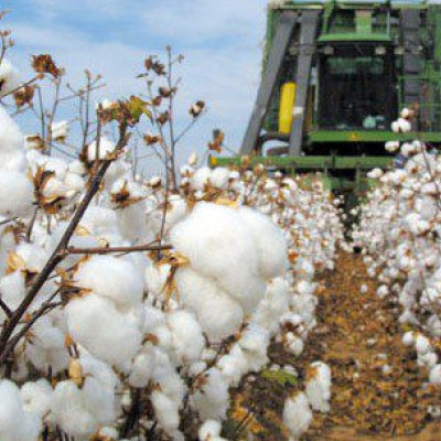 ΔΑΟΚ Σερρών: Δελτίο Γεωργικών Προειδοποιήσεων για την Φυτοπροστασία στην καλλιέργεια του Βαμβακιού