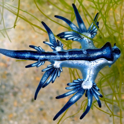 Ισπανία: Κλείνουν παραλίες λόγω «μπλε δράκων» – Τι είναι αυτά τα δηλητηριώδη πλάσματα