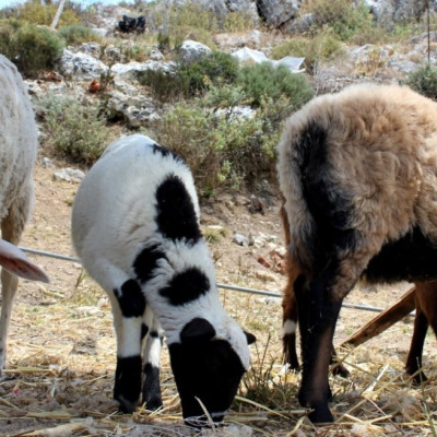 Ευλογιά προβάτων στην Π.Ε Σερρών -Νέα μέτρα