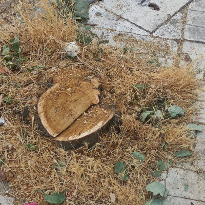 Σέρρες – Το Δασαρχείο, τα παράνομα δέντρα και το πρόστιμο από τον Δήμο Σερρών