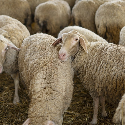 Ύποπτο κρούσμα ευλογιάς προβάτων στα Νέα Κερδύλλια