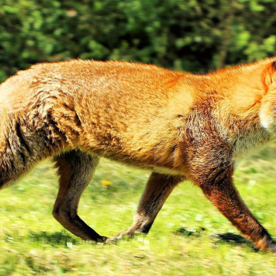 Ξεκινά η εμβολιαστική αντιλυσσική εκστρατεία Φθινοπώρου 2025