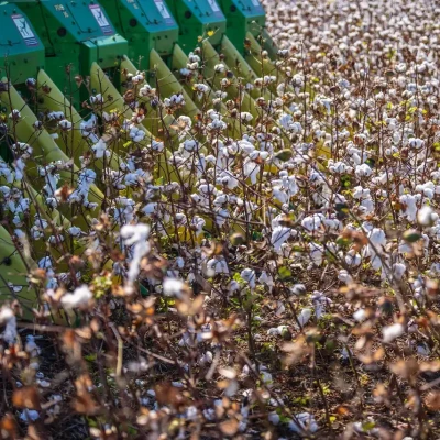 ΠΕ Σερρών -Ενημέρωσή κατάλληλων καλλιεργητικών πρακτικών για το βαμβάκι