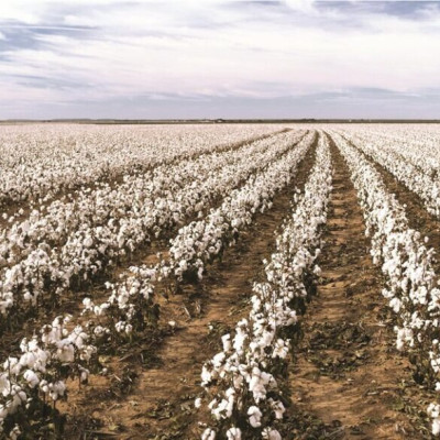 Βαμβάκι: Δελτίο γεωργικών προειδοποιήσεων στην Π.Ε Σερρών