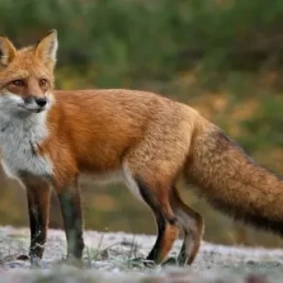 Έναρξη του προγράμματος ενεργητικής επιτήρησης της λύσσας