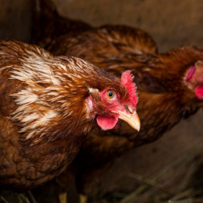 Ενημέρωση για τη Γρίπη των Πτηνών- Τι Πρέπει να Γνωρίζετε