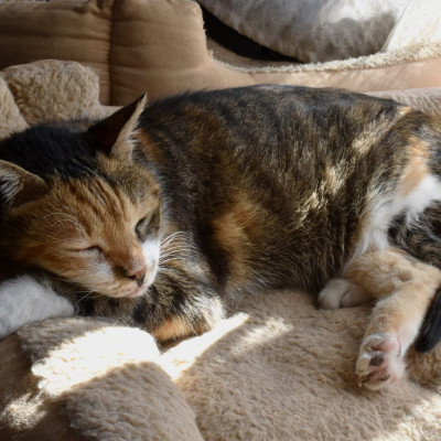 Βλέπετε τη γάτα σας να κοιμάται περισσότερο τον χειμώνα; Να τι συμβαίνει