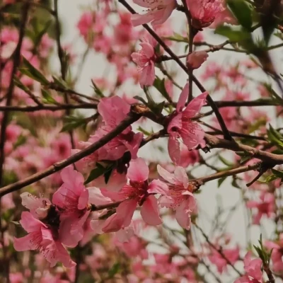 21η Μαρτίου -Παγκόσμια ημέρα Δασοπονίας – Διεθνή Ημέρα Δασών