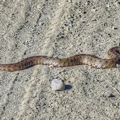 Σύρος: Οχιά δάγκωσε 13χρονο - Νοσηλεύεται σε σοβαρή κατάσταση