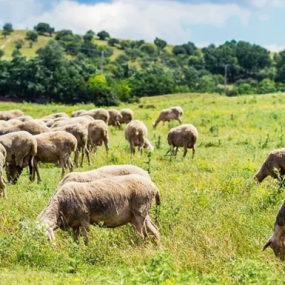 ΠΟΔΕΓΥ -Έκτακτα μέτρα για την αντιμετώπιση των επιζωοτιών ή για την τακτοποίηση ημετέρων;