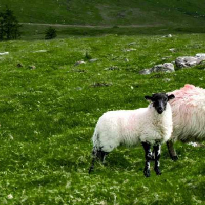 ΥΠΑΑΤ- Διεύρυνση της κάλυψης λειτουργικών δαπανών κατά της ευλογιάς και του αφθώδους πυρετού