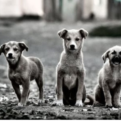 Στο Δήμο Σερρών για την Παγκόσμια Ημέρα Αδέσποτων Ζώων -Δράση ευαισθητοποίησης