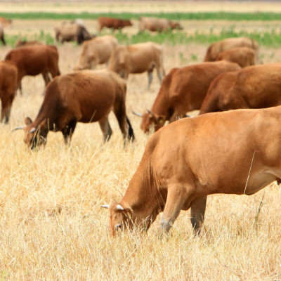 Η Διεύθυνση Κτηνιατρικής της Περιφέρειας, μετά το κρούσμα αφθώδους πυρετού στη Λέσβο- Ο Αφθώδης πυρετός δεν μεταδίδεται στον άνθρωπο