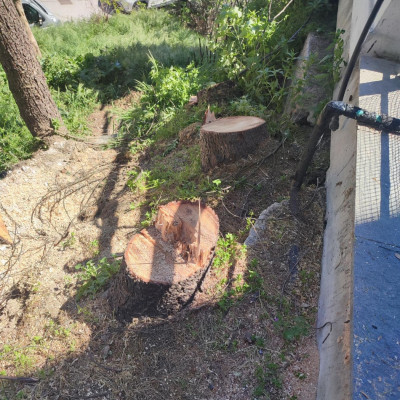 Σέρρες - Σύλληψη και επιβολή προστίμου για παράνομη υλοτομία στην περιοχή της Καλλιθέας