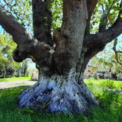 Εμφάνιση του μύκητα Ceratocystis platani στην περιοχή του Σταυρού – Μέτρα προστασίας των πλατανιών