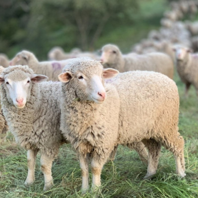 Επικαιροποιημένα στοιχεία για την πορεία της ευλογιάς των αιγοπροβάτων