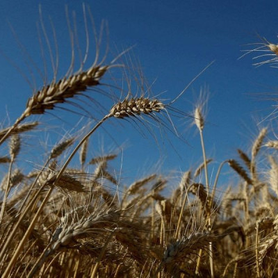 Συνδεδεμένες ενισχύσεις για σιτηρά- Στα 115€/εκτ. το μαλακό σιτάρι και το κριθάρι – Στα 89,43€/εκτ. το σκληρό για το 2025