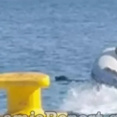 Φθιώτιδα: Περαστικοί έσωσαν σκυλί που είχε παρασυρθεί μέσα στη θάλασσα με το σκάφος τους
