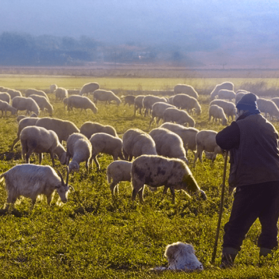Για δίκαιες και ρεαλιστικές αποζημιώσεις των κτηνοτρόφων το ΑΚΚΕΛ προσέφυγε στον Συνήγορο του Πολίτη και στο Ευρωπαϊκό Ελεγκτικό Συνέδριο