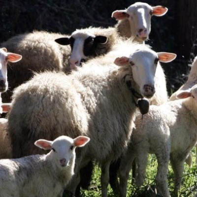 ΑΚΚΕΛ: Στη Λέσβο το πιθανότερο δεν έχουμε επιζωοτία, έχουμε διοικητική τύφλωση