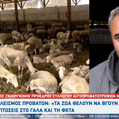 Εγκλεισμός προβάτων στις Σέρρες - Τα ζώα θέλουν να βγουν έξω" - Οικονομική ζημιά σε γάλα και φέτα!