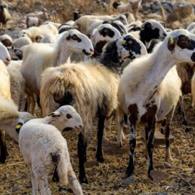 Σε κτηνοτροφικές μονάδες στο Δήμο Σιντικής: Τέσσερις νέες εστίες ευλογιάς αιγοπροβάτων επιβεβαιώθηκαν