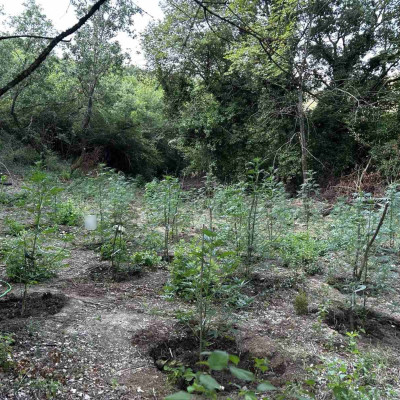 Εντοπίστηκε φυτεία με περισσότερα από 2.000 δενδρύλλια κάνναβης σε δύσβατη δασική περιοχή στην Φθιώτιδα