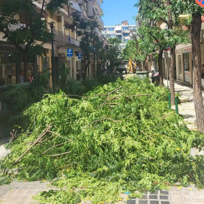 Δημήτρης Αγγελακοπουλος: Γιατί «πετσόκοψαν» τα δέντρα στις Σέρρες