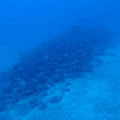Εντοπίστηκε αρχαίο ναυάγιο στην  Άνδρο